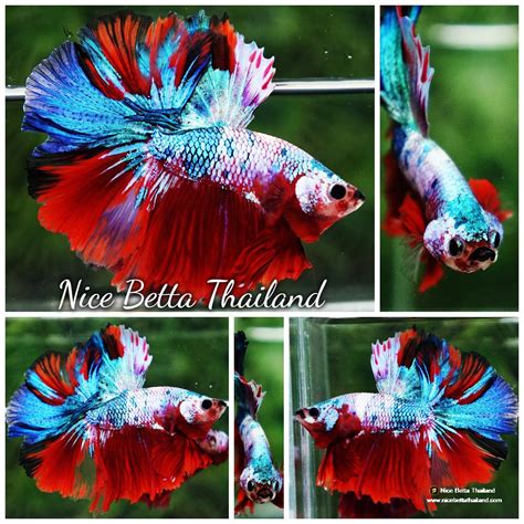 Betta fish shop .